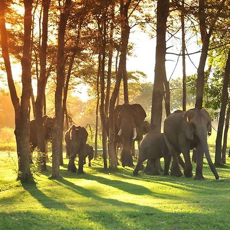 Three Cities Thorntree River Lodge Livingstone Buitenkant foto