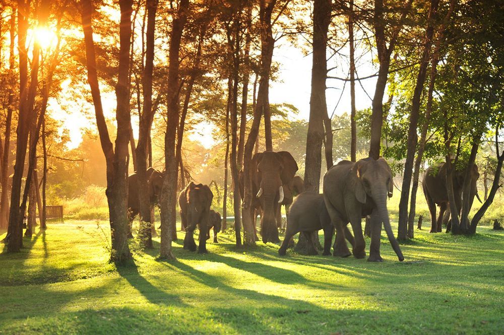Three Cities Thorntree River Lodge Livingstone Buitenkant foto